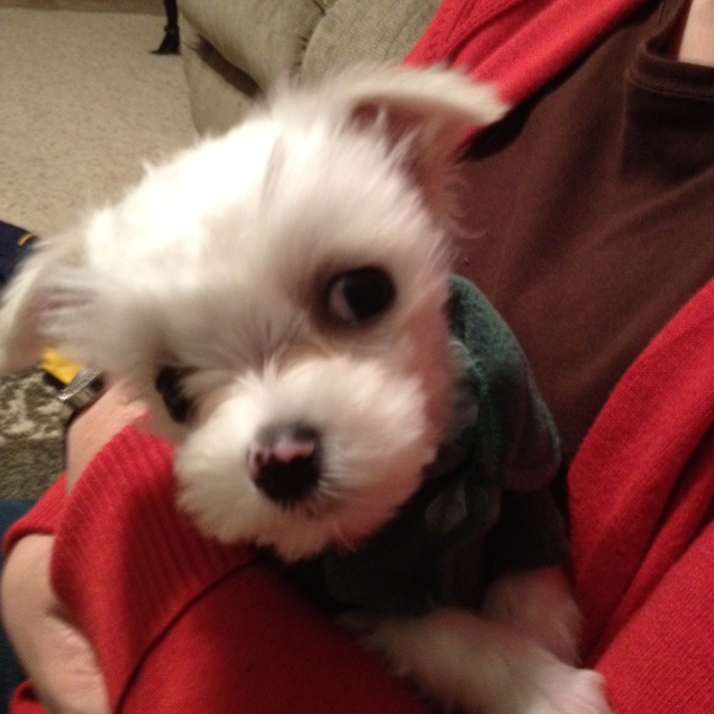 Meet your Posher, Bridget